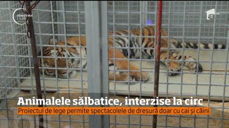 Animalele sălbatice vor fi interzise la circ. Doar caii şi câinii vor apărea în spectacole