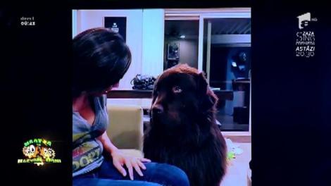 Smiley News: Un cățel supărat pe stăpâna lui! Patrupedul dorește niște scuze