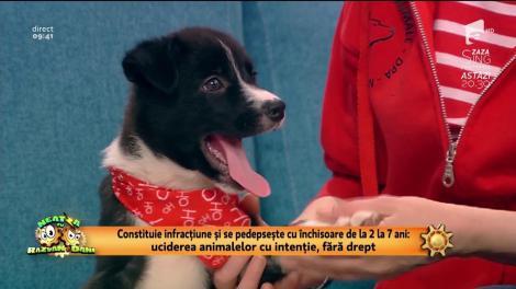 Constituie infracțiune și se pedepsește cu închisoare de la doi la șapte ani: uciderea animalelor cu intenție, fără drept