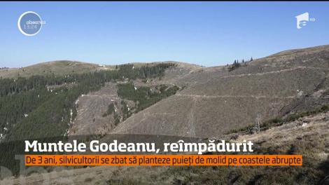 Zeci de voluntari şi pădurari s-au mobilizat pentru una dintre cele mai mari campanii de reîmpădurire din ţară