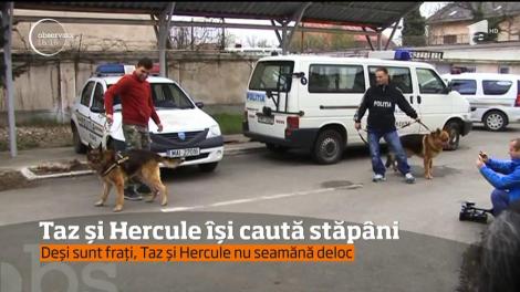 Mai mulţi câini poliţişti din Prahova au fost scoşi la licitaţie