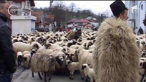 Ciobanii din Sângeorz Băi şi-au adus oile în mijlocul oraşului la protest