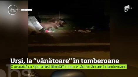O ursoaică cu 3 pui a fost filmată, în Buşteni, în timp ce căuta mâncare în tomberoanele dintre blocuri