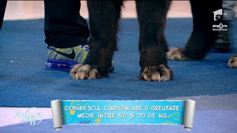 Lucruri mai puţin cunoscute despre Ciobănescul Românesc Carpatin