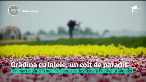 Din martie până în mai, în Olanda se desfășoară Festivalul lalelelor