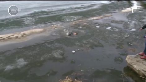 Un canadian și-a riscat viața pentru a-și salva câinele