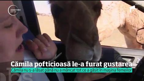 Râzi cu lacrimi! O cămilă pofticioasă a dat iama în gustarea unor turiști. A băgat capul pe geamul mașinii și s-a servit liniștită (VIDEO)