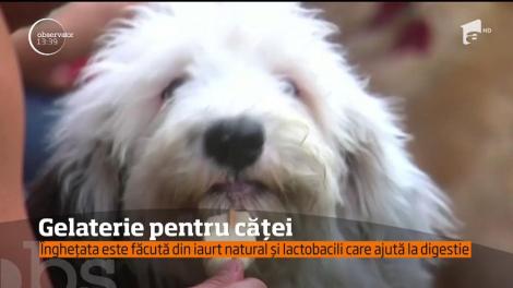 Clipe de răsfăţ pentru câinii din Mexic