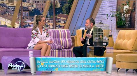 Totul despre Agapornis - "papagalul iubirii"