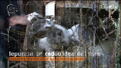 Cadoul ideal de Paște, pentru micuțul tău! Copiii vor fi în culmea fericirii când îl vor vedea