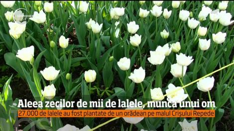 Peisaj de basm, pe malul Crișului Repede! 27 de mii de lalele, plantate de un orădean talentat. Totul pe timpul și cheltuiala lui. Gestul românului l-a ajutat pe un altul să iasă din închisoare