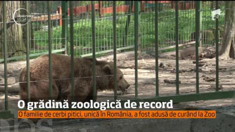 Copiii din Târgu Mureş, surprize de proporţii în momentul în care au ajuns la zoo