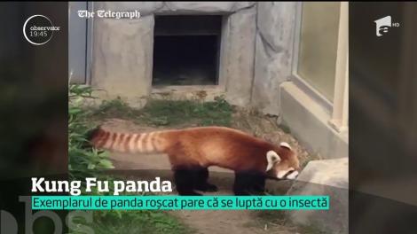 Un panda roşu din Japonia a captat atenţia lumii întregi după ce a fost filmat luptându-se cu o insectă