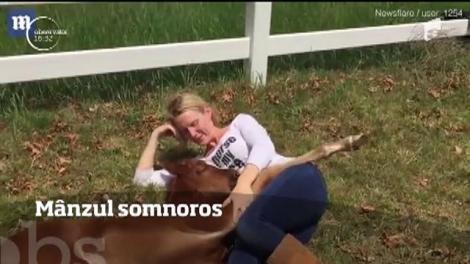 Mânzul somnoros! O ședință foto l-a obosit teribil și a adormit în poala fotografei, ca un copil. Nu ai mai văzut de multă vreme ceva atât de dulce!