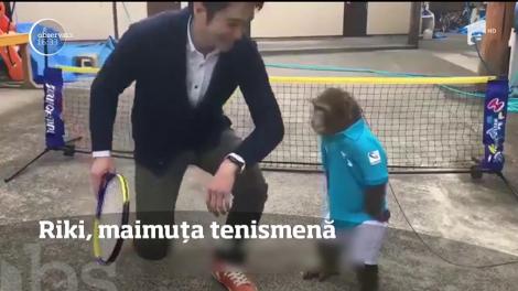 Riki, o maimuță tenismenă
