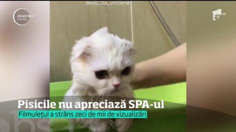 VIDEO VIRAL! Pisicile nu apreciază SPA-ul! O felină răsfățată de stăpână cu o baie cu spumă a cucerit internetul