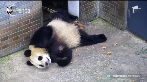 Urşii panda fac deliciul internauţilor