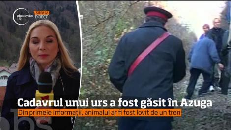 Descoperire terifiantă! Cadavrul unui urs a fost descoperit lângă şinele de cale ferată