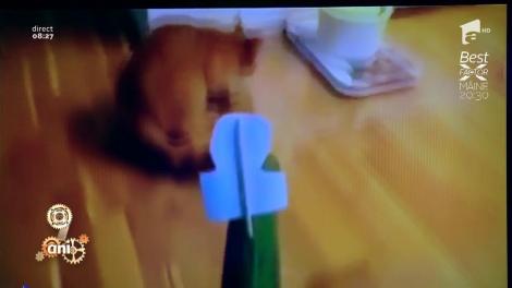 Smiley News: Pisica speriată de o poză