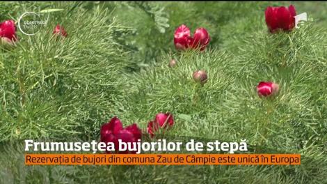 Rezervaţia de bujori din comuna Zau de Câmpie din Mureş atrage mii de turişti