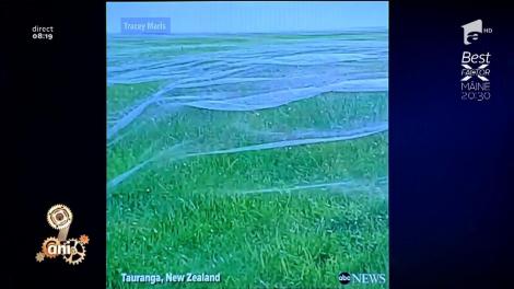 Smiley News: Cea mai mare pânză de păianjeni din lume