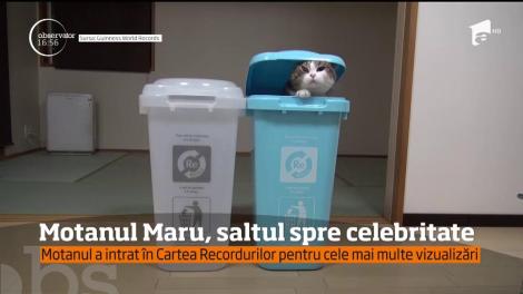 E oficial. Motanul Maru a intrat în Cartea Recordurilor! Performanța atinsă de această felină e greu de egalat!
