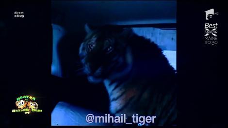 Smiley News: Tigrul grijuliu. Se urcă în mașină, pe geam, cât ai clipi!