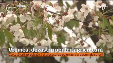 Din cauza vremii nefavorabile, agricultorii se tem că pierderile de anul acesta vor fi uriașe