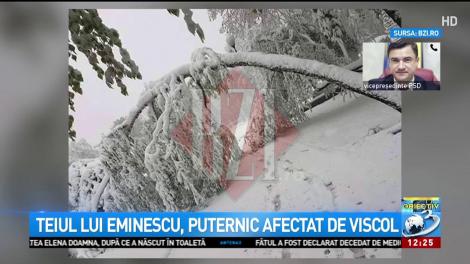 "Dar prin codri ea pătrunde / Lângă teiul vechi şi sfânt / Ce cu flori pân-în pământ/ Un izvor vrăjit ascunde". Teiul lui Eminescu, simbolul orașului Iași, pus la pământ
