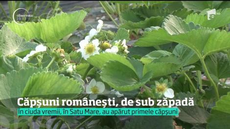 Chiar dacă s-a făcut brusc frig şi ninge mai rău ca astă iarnă, au apărut căpşunele româneşti