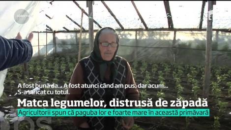 Solariile din Matca, afectate de ger şi zăpadă.  Peste 70% dintre sere au fost distruse, iar răsadurile au fost compromise