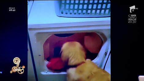 Smiley News. Un câine îşi ajută stăpână să spele rufe