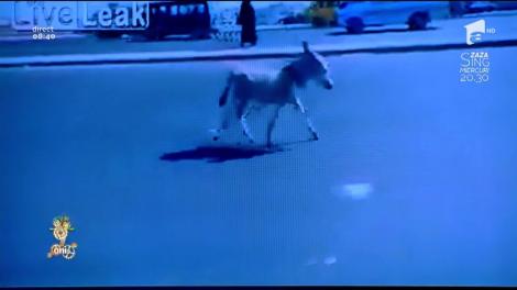 Smiley News. Run, Forest, run! Un măgăruş fugăreşte maşinile pe o "autostradă"