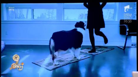 Smiley News. Cel mai dulce căţel! Uite cum face yoga cu stăpâna lui!