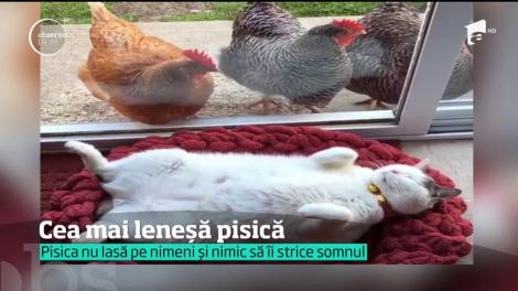Cea mai leneșă pisică