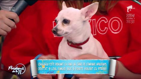 Chihuahua -  tot ce trebuie să știi despre faimosul câine