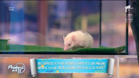 Animale de companie: Tot ce trebuie să ştii despre arici