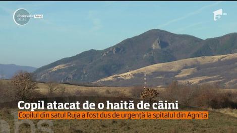 Caz şocant într-o comuna din judeţul Sibiu. Un copil de 11 ani a fost atacat de o haită de 7 câini