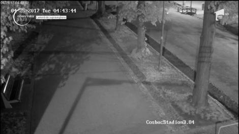 Un căprior s-a plimbat liber, în toiul nopţii, prin Cluj-Napoca