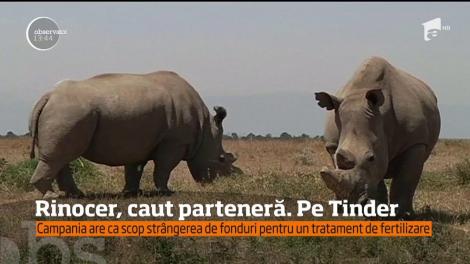 Când credeai că nimic nu te mai poate surprinde... Un rinocer are cont pe Tinder, pentru "întâlniri amoroase". Despre ce este vorba?