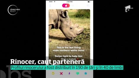 Ultimul mascul de rinocer alb nordic din Kenya a intrat în lumea întâlnirilor amoroase de pe aplicaţia Tinder!