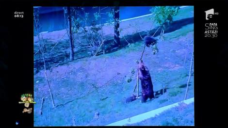 "Copilași, să nu faceți ca ursulețul din imagini!". Cum îşi dă jos puiul din copac mămica ursoaică: "Ăla micu' de sus a și fumat și îi miros lăbuțele"