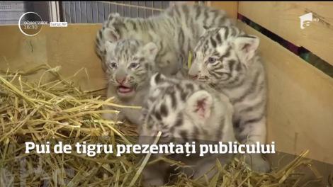 Patru pui de tigru alb bengalez, prezentați publicului
