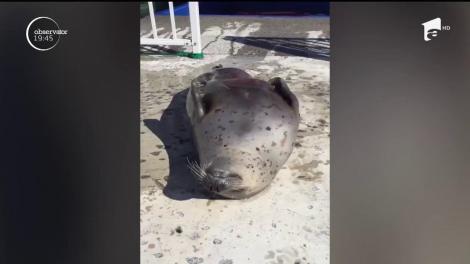 Cea mai simpatică focă de pe internet! Te vei topi de atâta drăgălășenie!Viral