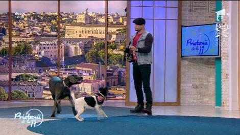 Spectacol canin la înălțime! Număr de dresaj de senzație la "Prietenii de la 11"