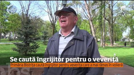 Primăria Bistrița caută îngrijitor pentru o singură veveriță