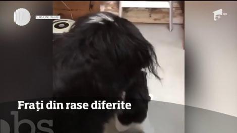 Se ciondănesc, se joacă,  dar, în definitiv, ... se iubesc! O pisică şi un câine, de nedespărțit