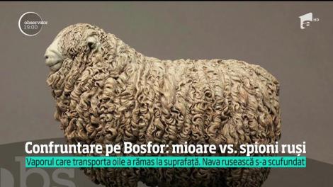 Confruntare între mioare și spionii ruși! Vaporul care transporta oile a rămas la suprafață, dar nava rusească s-a scufundat