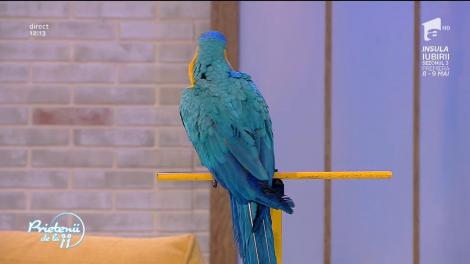 Papagalii Fido şi Alma au făcut spectacol în platoul de la "Prietenii de la 11". Diana s-a "pricopsit" cu un... pupic