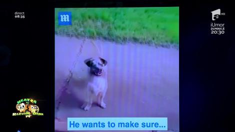 Devotamentul animalelor te lasă fără cuvinte! Un câine aleargă încotinuu după ambulanţa în care se află stăpânul său. Reacția medicilor te va face să lăcrimezi